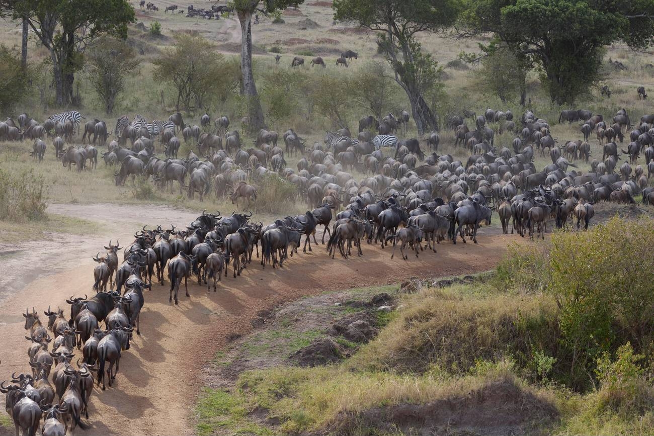 Animals Migrating Serengeti Migration