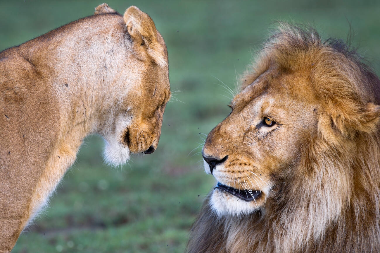 Lion and Lioness at Serengeti